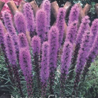 LUKOVICA Liatris Spicata 5/1