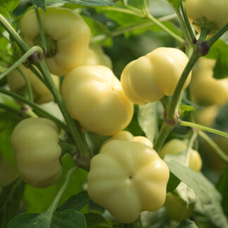 HIBRID SEME PAPRIKA BELI KALVIL