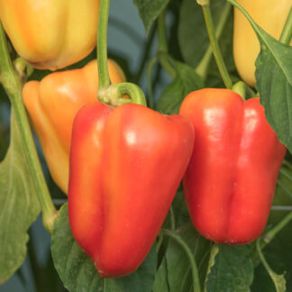 HIBRID SEME BELINDA PAPRIKA