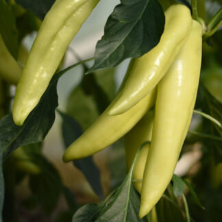 HIBRID SEME PAPRIKA EKSTAZA 5gr.