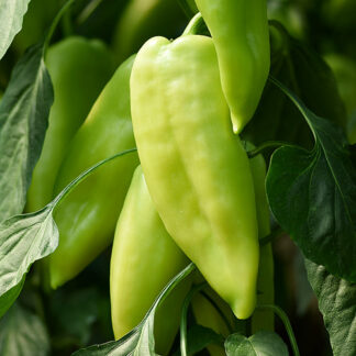 HIBRID SEME LENKINA PAPRIKA