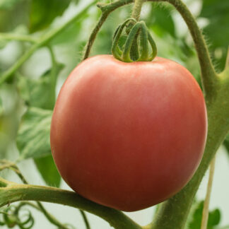 SEME PARADAJZ KRUNA roze determinantni  1000 semena