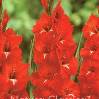 LUKOVICA GLADIOLA Tradehorn Red kom.