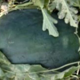 SEME LUBENICA ROMERIA F-1