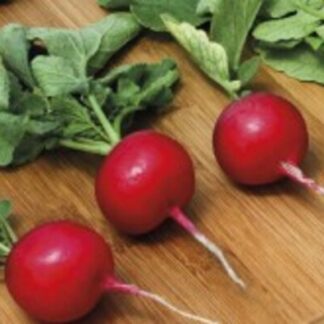 SEME ROTKVICA Crunchy King F1 10 000s