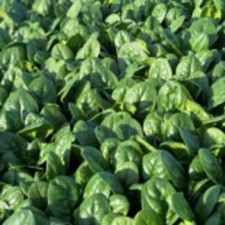 SEME SPANAĆ SV 1714 VC 100 000s