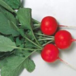 SEME ROTKVICA Gloriette F1 10 000s