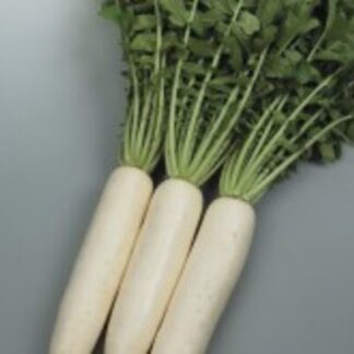 SEME ROTKVICA Snowbird F1 DAIKON ROTKVA 50gr.