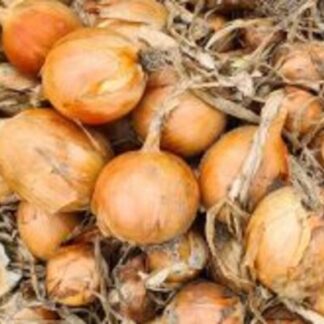 SEME LUK Tucannon F1 250 000s