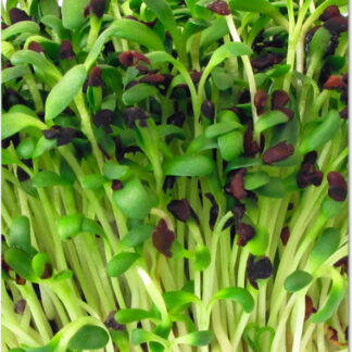 Seme za MIKROBILJE LUCERKA 100gr.
