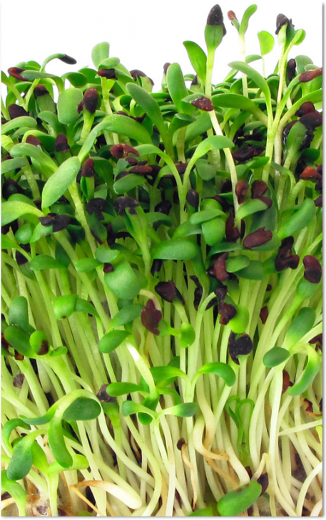 Seme za MIKROBILJE LUCERKA 100gr.