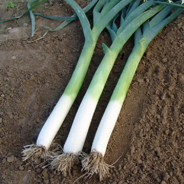 SEME PRAZILUK KAMUSH 100g.