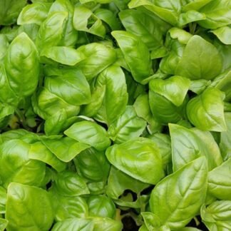 SEME BOSILJAK ITALIAN CLASSICO 50gr.