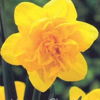 LUKOVICA NARCIS Dick-Wilden 1 kom.