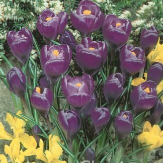 LUKOVICA KROKUS FLOWER RECORD kom.