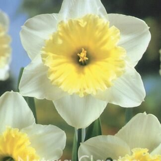 LUKOVICA NARCIS Ice-Follies 1kom.