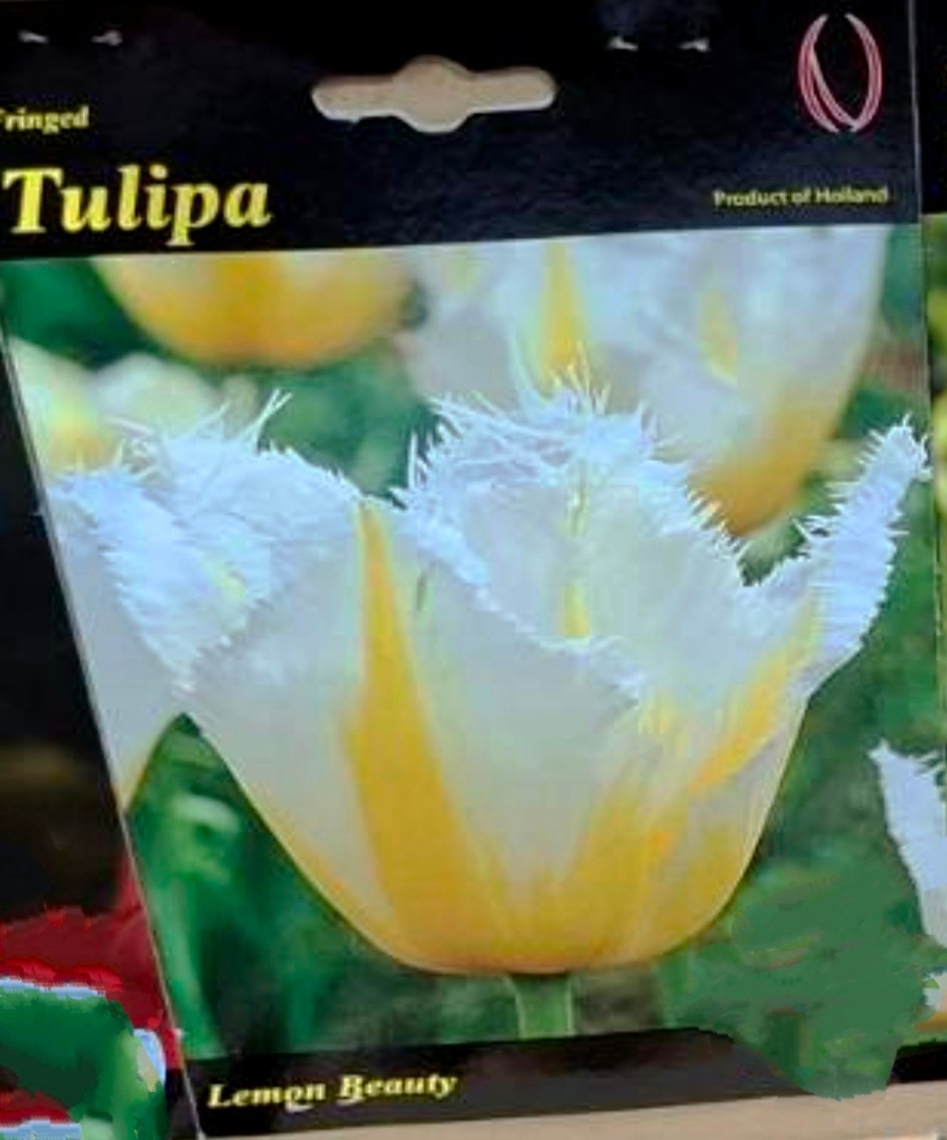 LUKOVICA LALA LEMON BEAUTY 1kom.