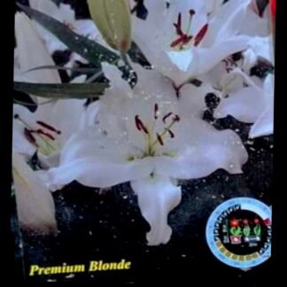 LUKOVICA LJILJAN LILIUM PREMIUM BLONDE kom.