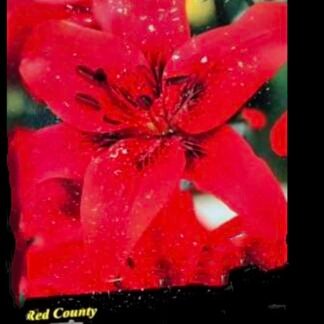 LUKOVICA LJILJAN LILIUM RED COUNTY kom.