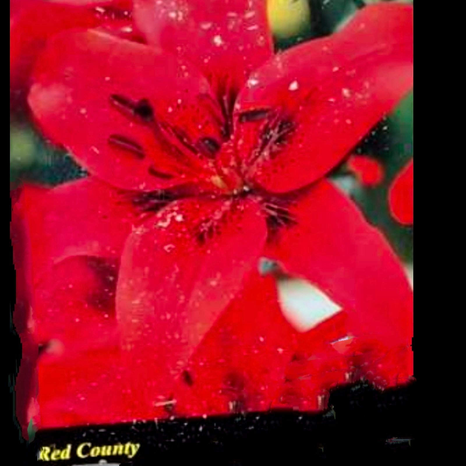 LUKOVICA LJILJAN LILIUM RED COUNTY kom.