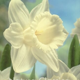 LUKOVICA NARCIS Mount-Hood 1kom.