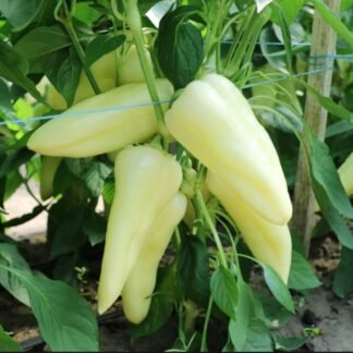 SEME PAPRIKA ALTENDOS F1 500s