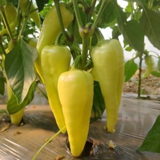 SEME PAPRIKA ERGANE F1 500s