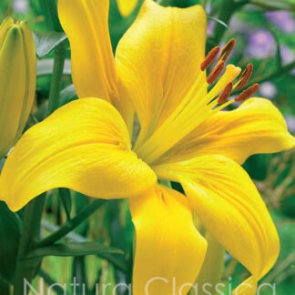 LUKOVICA LJILJAN LILIUM Yellow County kom.
