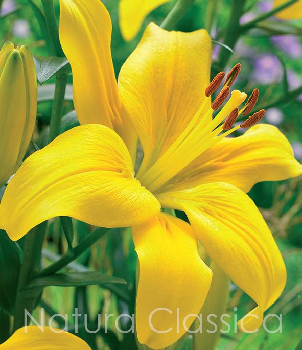 LUKOVICA LJILJAN LILIUM Yellow County kom.