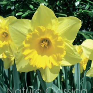 LUKOVICA NARCIS Yellow Sun kom.